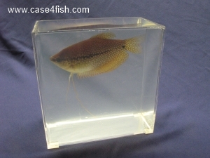 Foto Galerie/Anabantiformes/Trichopodus leerii/Trichopodus leerii_03_S.jpg